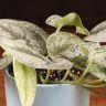 Сциндапсус Пиктус в голубом горшке  25/14 фото 2 &mdash; Luxury Plants