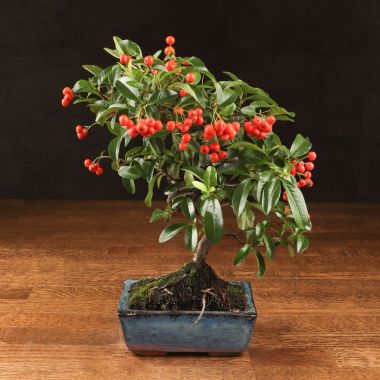Бонсай Пираканта 35 см &mdash; Luxury Plants