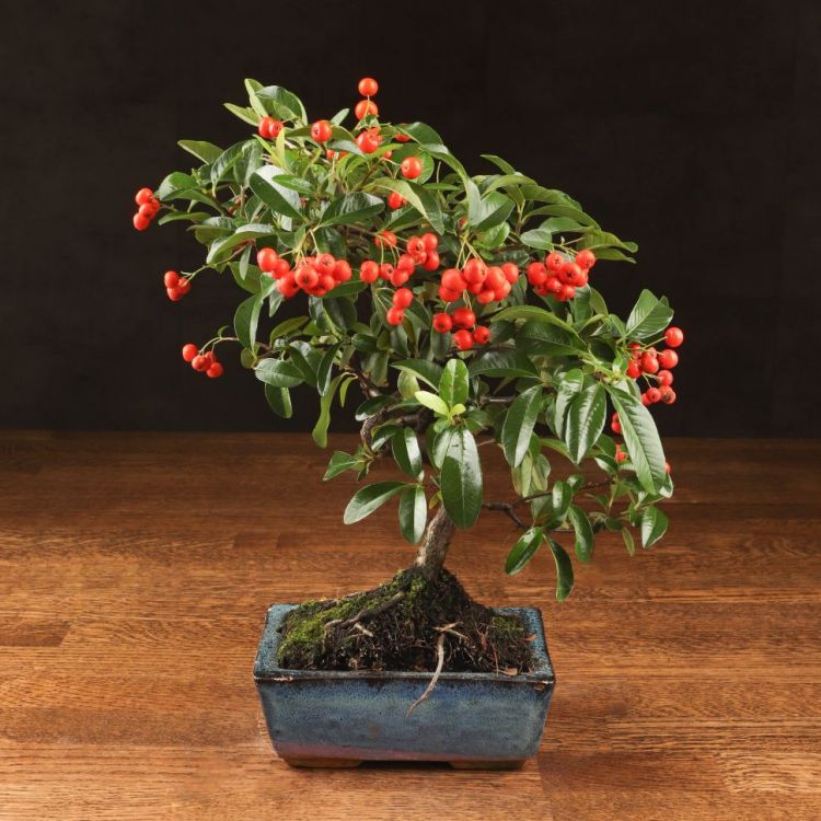 Бонсай Пираканта 35 см фото 1 &mdash; Luxury Plants