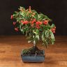 Бонсай Пираканта 35 см фото 1 &mdash; Luxury Plants