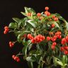 Бонсай Пираканта 35 см фото 2 &mdash; Luxury Plants