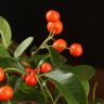 Бонсай Пираканта 35 см фото 4 &mdash; Luxury Plants