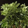 Шеффлера Голд Капелла цилиндр 125/27 фото 3 &mdash; Luxury Plants