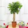 Шеффлера Голд Капелла цилиндр 120/27 фото 1 &mdash; Luxury Plants
