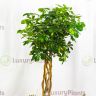 Шеффлера Голд Капелла цилиндр 120/27 фото 2 &mdash; Luxury Plants