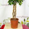Шеффлера Голд Капелла цилиндр 120/27 фото 3 &mdash; Luxury Plants