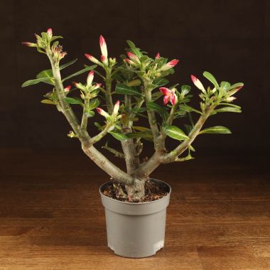 Адениум 35/12 &mdash; Luxury Plants