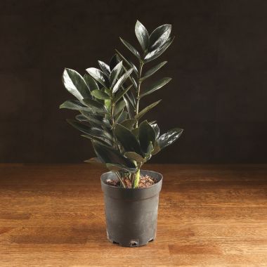 Замиокулькас Равен черный 35/12 &mdash; Luxury Plants