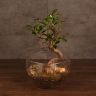 бонсай Фикус в стекле 40 см фото 1 &mdash; Luxury Plants
