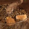 бонсай Фикус в стекле 40 см фото 4 &mdash; Luxury Plants