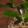 бонсай Фикус в стекле 40 см фото 3 &mdash; Luxury Plants