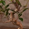 бонсай Фикус в стекле 40 см фото 5 &mdash; Luxury Plants