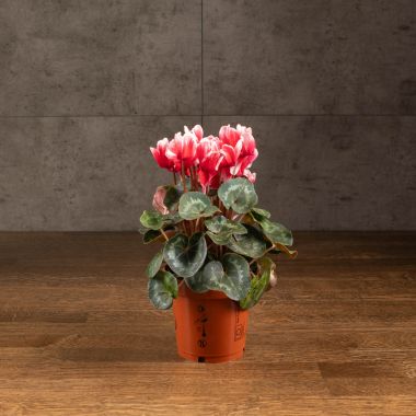 Цикламен красно-белый 25/12 &mdash; Luxury Plants