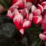 Цикламен красно-белый 25/12 фото 4 &mdash; Luxury Plants