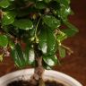 Бонсай Кармона 30 см в бело-бежевой плошке фото 2 &mdash; Luxury Plants