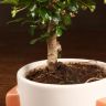 Бонсай Кармона 30 см в бело-бежевой плошке фото 4 &mdash; Luxury Plants