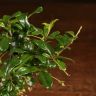 Бонсай Кармона 30 см в бело-бежевой плошке фото 5 &mdash; Luxury Plants