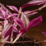 Традесканция Пинк Парадайз д12 фото 3 &mdash; Luxury Plants
