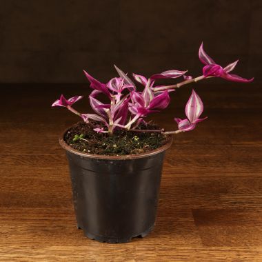 Традесканция Пинк Парадайз д12 &mdash; Luxury Plants