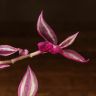 Традесканция Пинк Парадайз д12 фото 4 &mdash; Luxury Plants