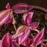 Традесканция Пинк Парадайз д12 фото 5 &mdash; Luxury Plants