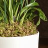 Композиция с орхидеей Камбрия Нелли Ислер в кашпо круг фото 3 &mdash; Luxury Plants