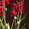 Композиция с орхидеей Камбрия Нелли Ислер в кашпо круг фото 4 &mdash; Luxury Plants