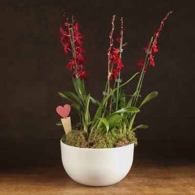 Композиция с орхидеей Камбрия Нелли Ислер в кашпо круг &mdash; Luxury Plants