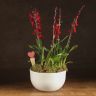 Композиция с орхидеей Камбрия Нелли Ислер в кашпо круг фото 1 &mdash; Luxury Plants