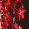 Композиция с орхидеей Камбрия Нелли Ислер в кашпо круг фото 2 &mdash; Luxury Plants