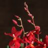 Композиция с орхидеей Камбрия Нелли Ислер в кашпо круг фото 5 &mdash; Luxury Plants