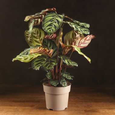 Калатея Макояна 65/17 &mdash; Luxury Plants