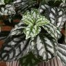 Пилея Кадье в кашпо сфера мокачино 15/10 фото 4 &mdash; Luxury Plants
