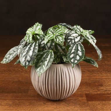 Пилея Кадье в кашпо сфера мокачино 15/10 &mdash; Luxury Plants
