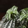 Пилея Кадье в кашпо сфера мокачино 15/10 фото 2 &mdash; Luxury Plants
