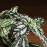 Пилея Кадье в кашпо сфера мокачино 15/10 фото 5 &mdash; Luxury Plants