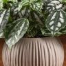 Пилея Кадье в кашпо сфера мокачино 15/10 фото 3 &mdash; Luxury Plants