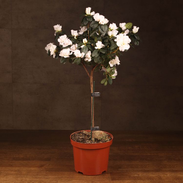 Азалия индика штамбовая белая 60/19 фото 1 &mdash; Luxury Plants