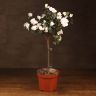Азалия индика штамбовая белая 60/19 фото 1 &mdash; Luxury Plants