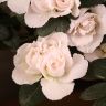 Азалия индика штамбовая белая 60/19 фото 2 &mdash; Luxury Plants
