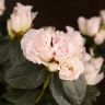 Азалия индика штамбовая белая 60/19 фото 3 &mdash; Luxury Plants