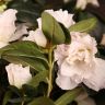 Азалия индика штамбовая белая 60/19 фото 5 &mdash; Luxury Plants