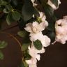Азалия индика штамбовая белая 60/19 фото 4 &mdash; Luxury Plants
