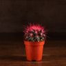 Эхинокактус Грузони D5 цветной микс фото 2 &mdash; Luxury Plants