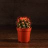 Эхинокактус Грузони D5 цветной микс фото 6 &mdash; Luxury Plants