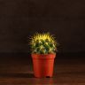 Эхинокактус Грузони D5 цветной микс фото 3 &mdash; Luxury Plants