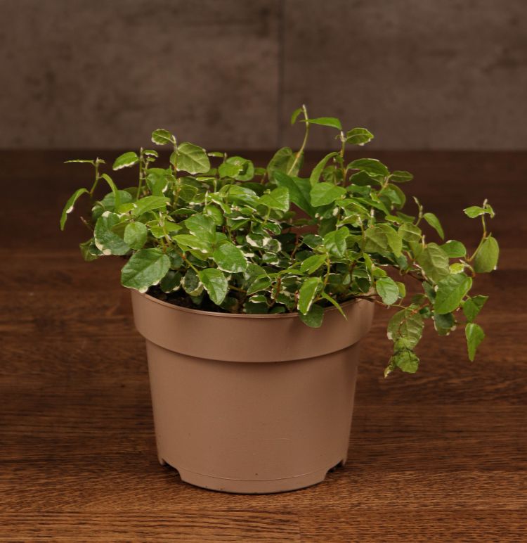 Фикус Пумила Уайт Санни 20/10 фото 1 &mdash; Luxury Plants