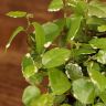 Фикус Пумила Уайт Санни 20/10 фото 4 &mdash; Luxury Plants