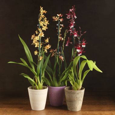 Орхидея Камбрия в кашпо микс Д12 &mdash; Luxury Plants