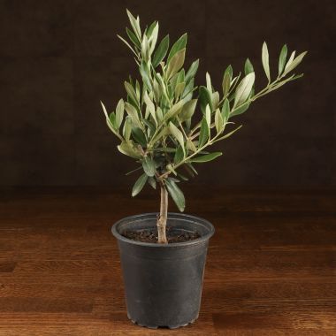 Олива 35/12 &mdash; Luxury Plants